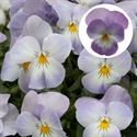 Afbeelding van Viola P9 kleinbloemig Lavender Pink